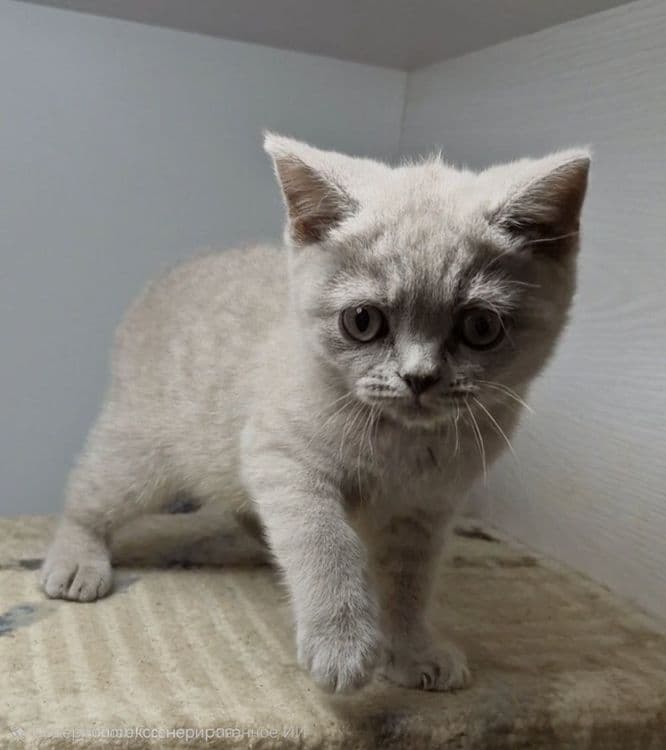 Продаются чистокровные Британцы — 5
