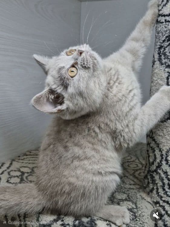 Продаются чистокровные Британцы — 6