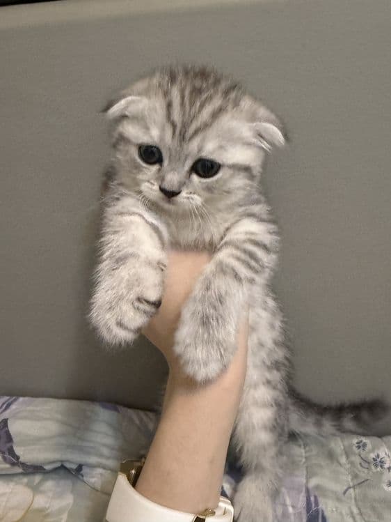 Shotland mushukchalari sotiladi, 40 kunlik (qizlar) — 2