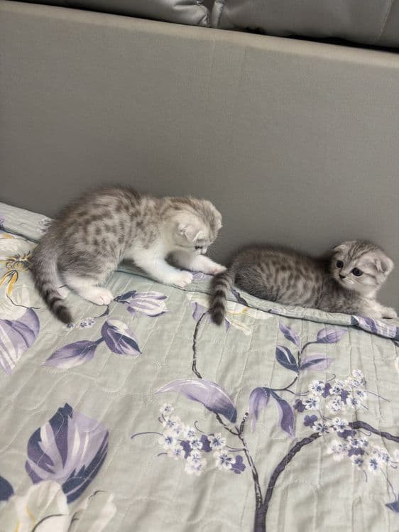 Shotland mushukchalari sotiladi, 40 kunlik (qizlar) — 3