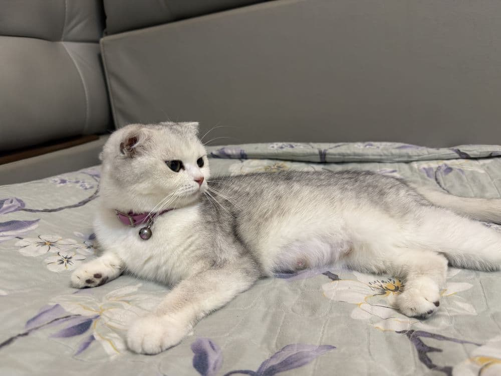 Shotland mushukchalari sotiladi, 40 kunlik (qizlar) — 4