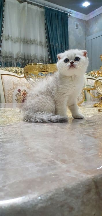 Шотландский скотиш фолд — 2