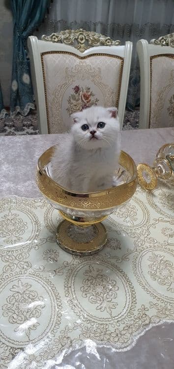Шотландский скотиш фолд — 3