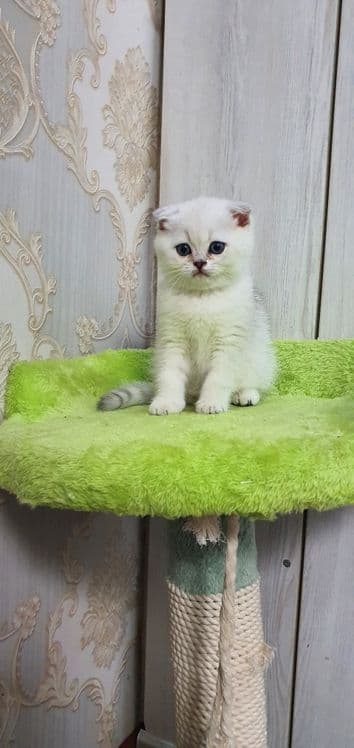 Шотландский скотиш фолд — 4