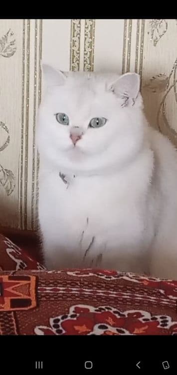 Шотландский скотиш фолд — 5