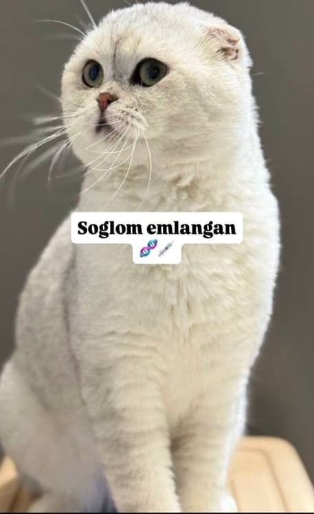 Шотландский скотиш фолд — 6