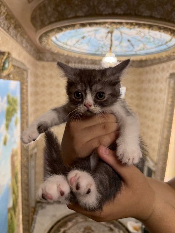scottish fold shinshila — 2