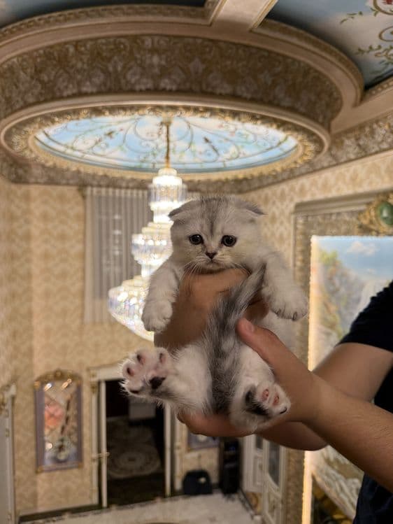 scottish fold shinshila — 3