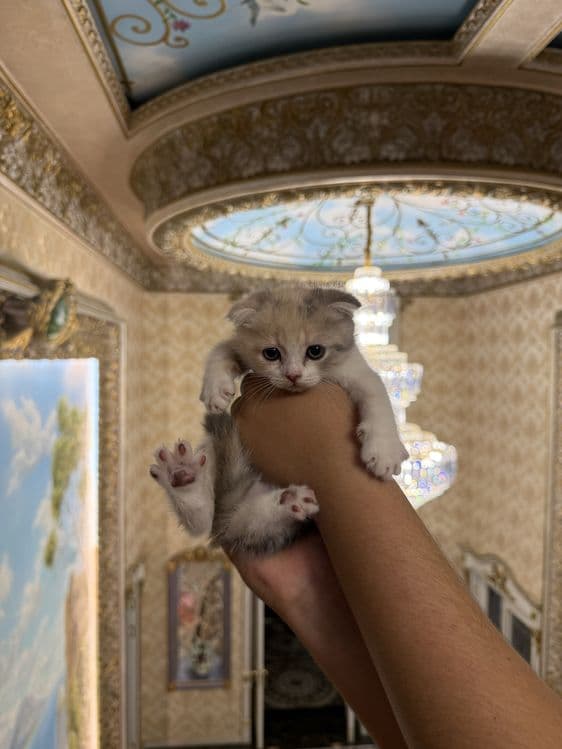 scottish fold shinshila — 4