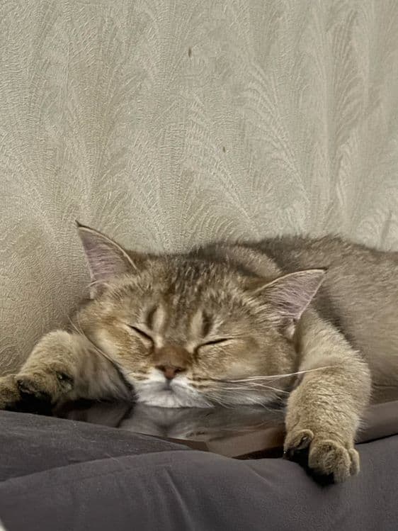 Кошка Золотая шиншилла — 2