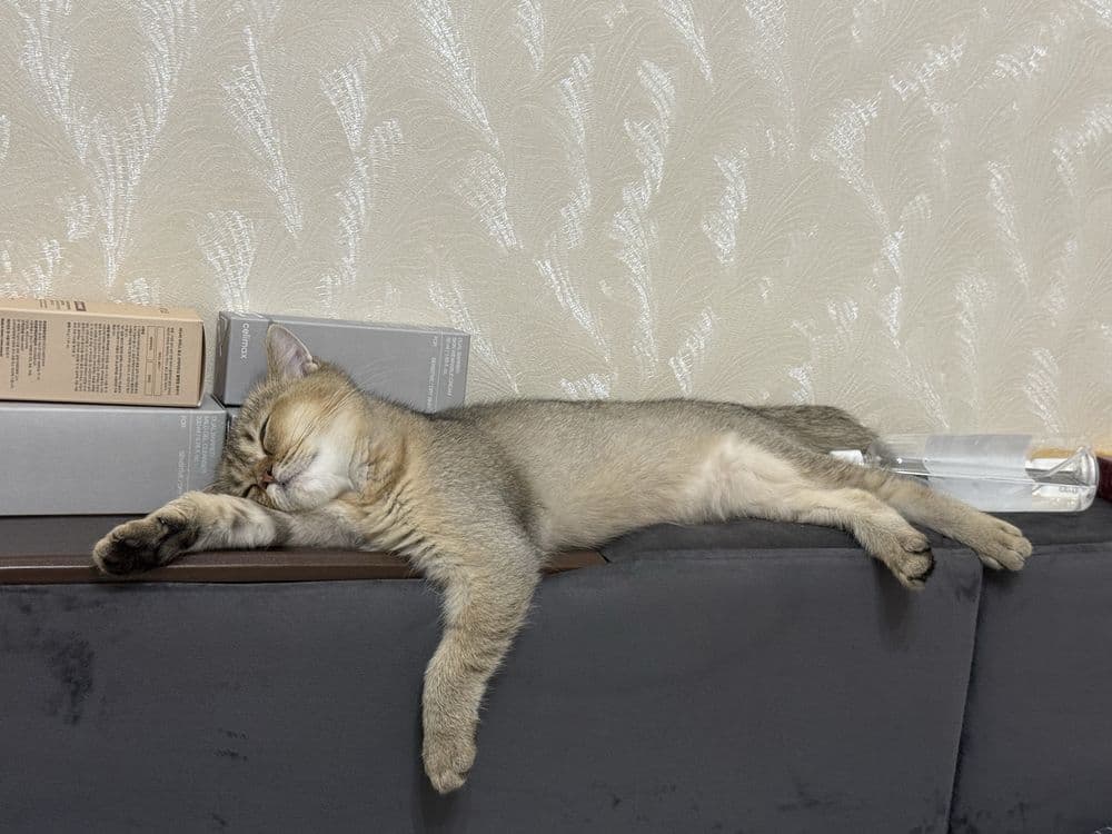 Кошка Золотая шиншилла — 3