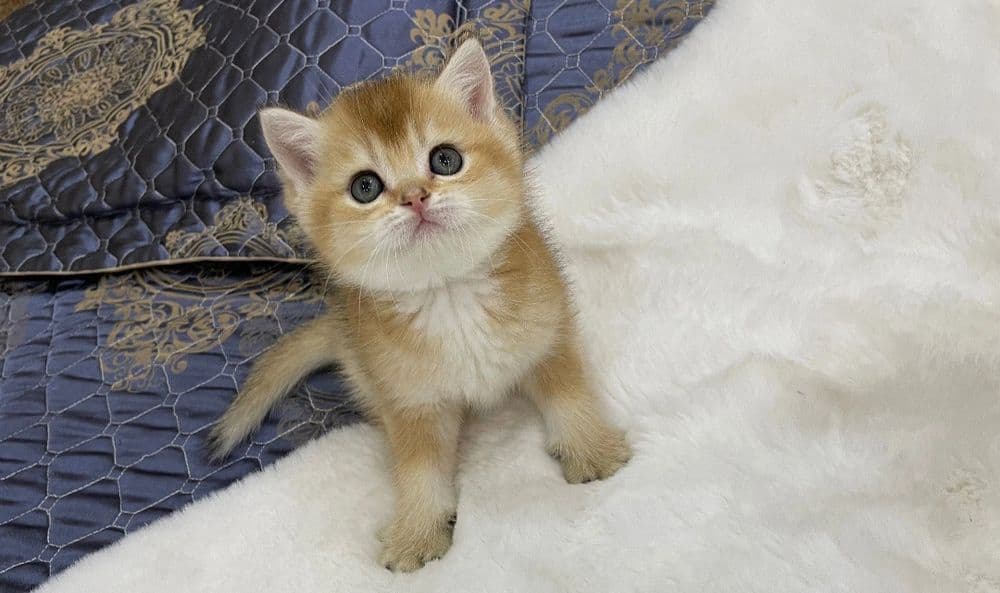 Продаются  Шотландские котята золотые шиншиллы — 2