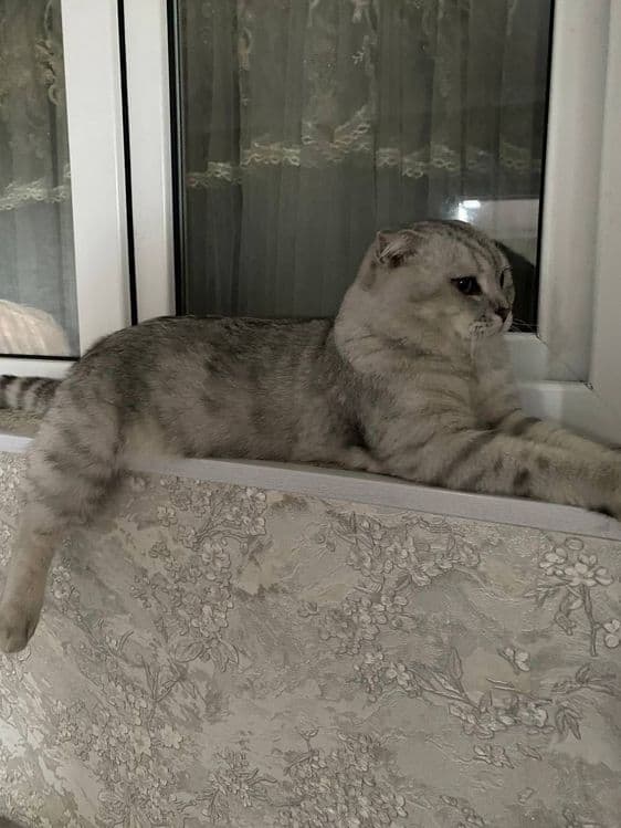 Scottish Fold mushuk sotiladi — 1
