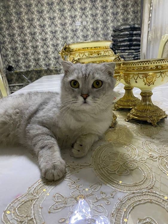 Scottish Fold mushuk sotiladi — 2