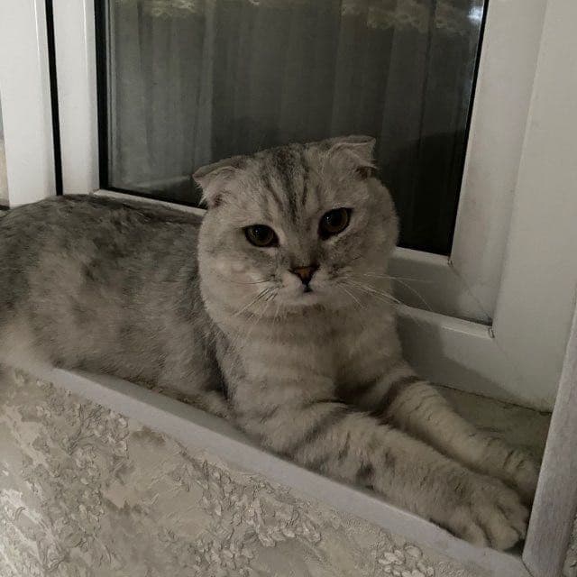 Scottish Fold mushuk sotiladi — 3