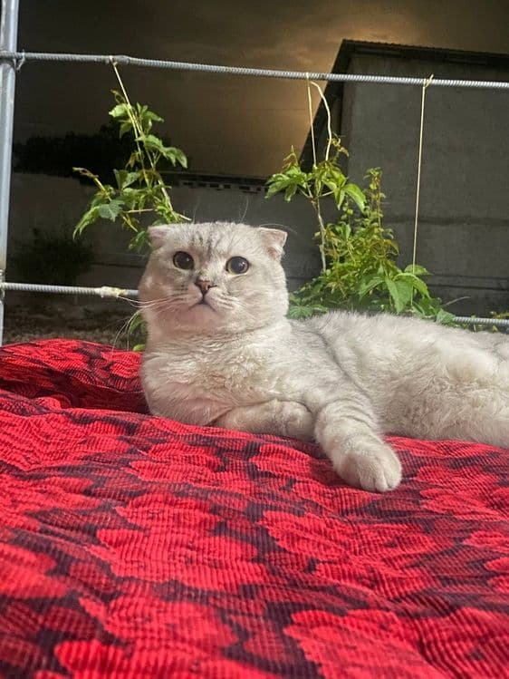 Scottish Fold mushuk sotiladi — 4