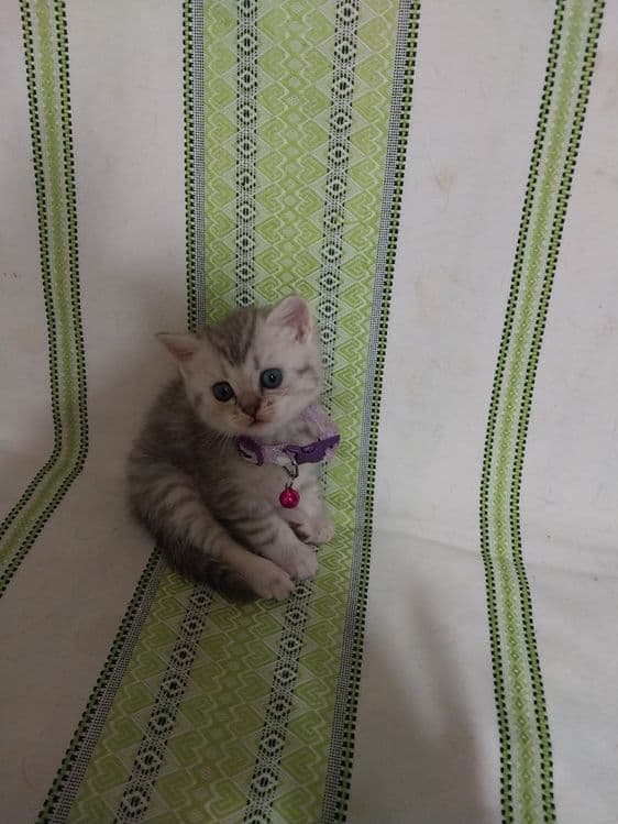 Продаётся   котенок  породы  скоттиш  страйт — 1
