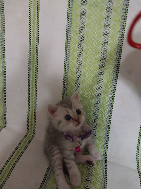 Продаётся   котенок  породы  скоттиш  страйт — 2