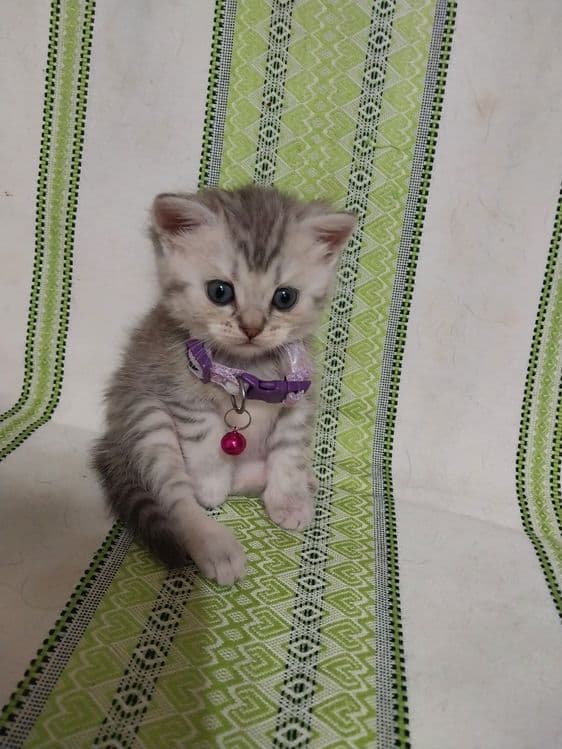 Продаётся   котенок  породы  скоттиш  страйт — 3