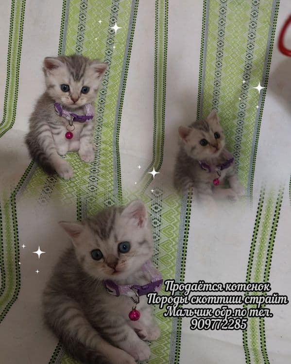 Продаётся   котенок  породы  скоттиш  страйт — 4