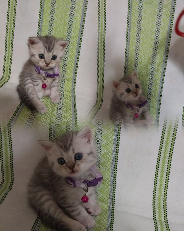 Продаётся   котенок  породы  скоттиш  страйт — 5
