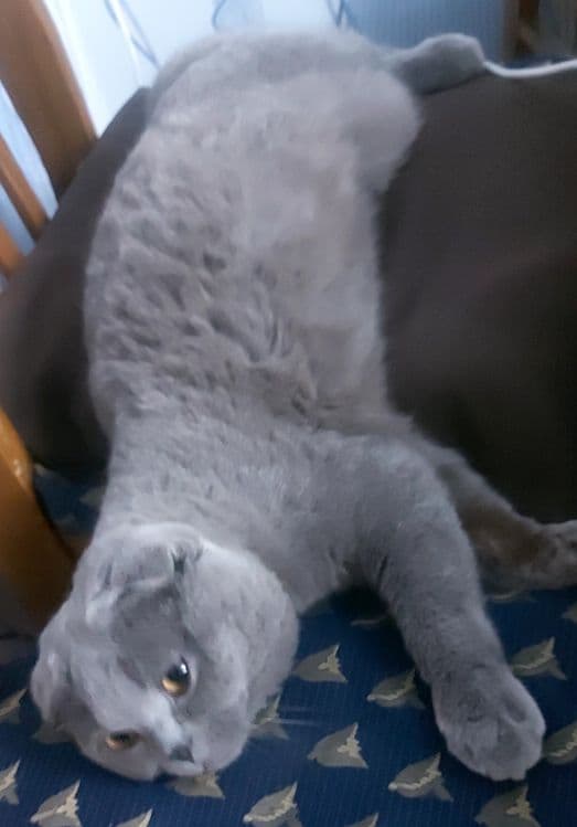 Скоттиш фолд 1год — 1