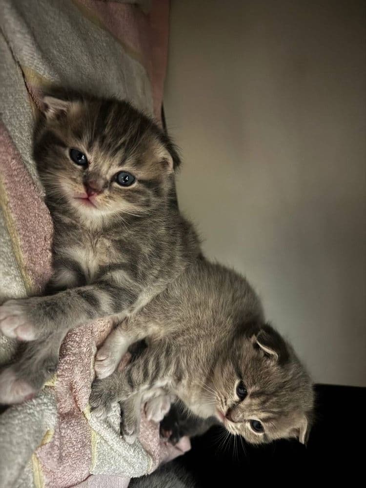 Вислоухие котята — 1