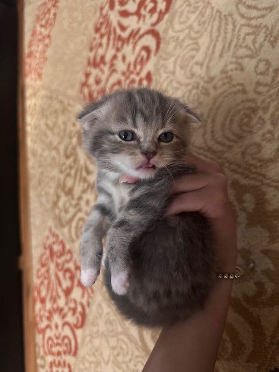 Вислоухие котята — 3