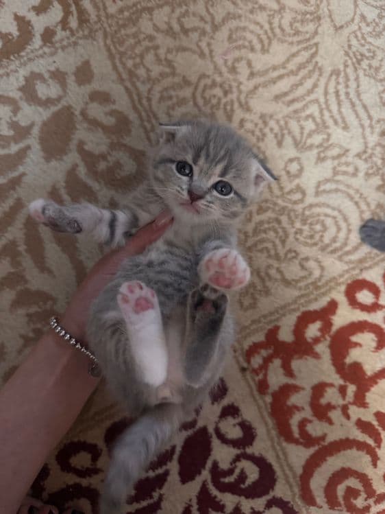 Вислоухие котята — 4