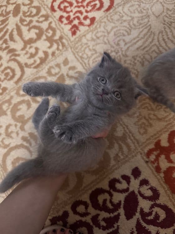 Вислоухие котята — 5