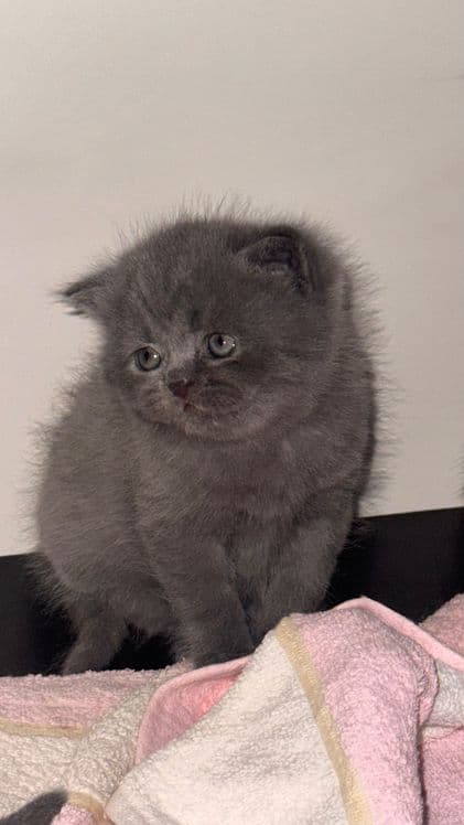 Вислоухие котята — 6