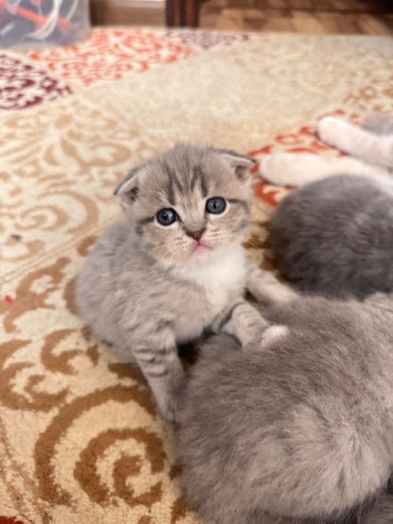 Вислоухие котята — 7