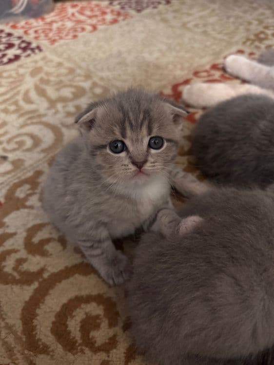 Вислоухие котята — 8