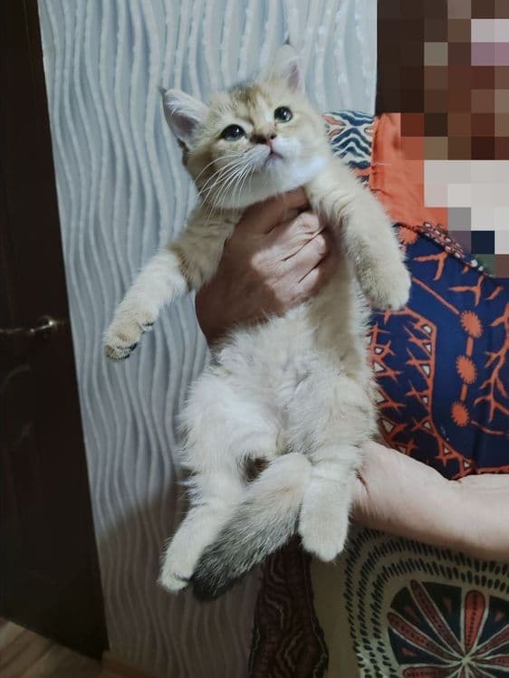 Продаётся шиншилла — 2