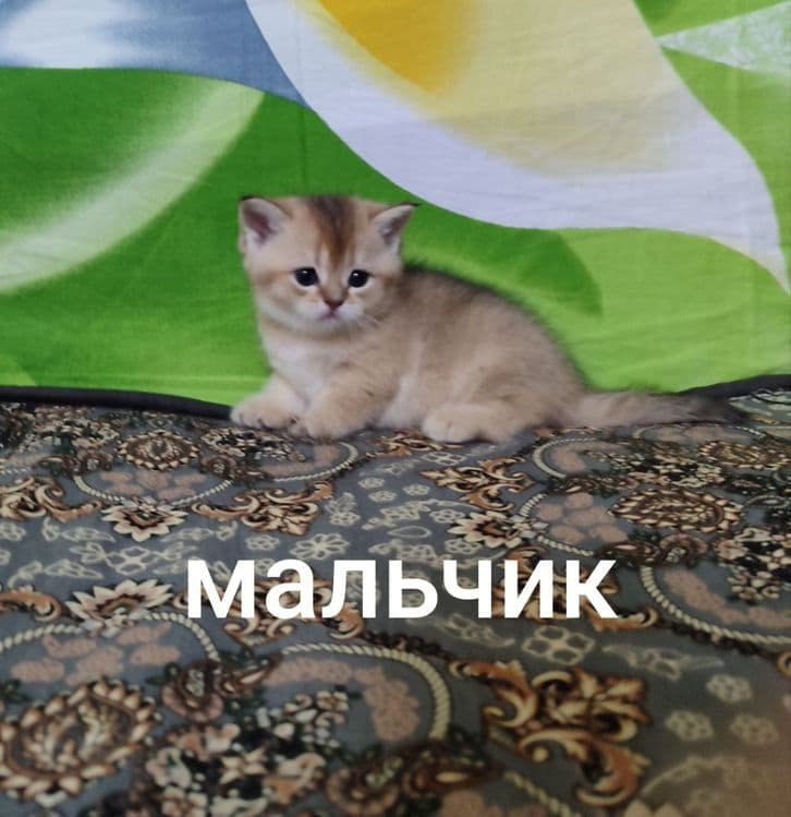 Продаётся шиншилла — 3