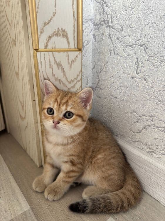 Продается Котята — 2