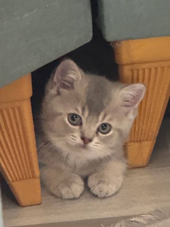 Продается Котята — 3