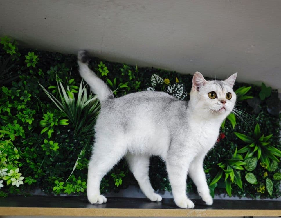 Serebristy shinshilla qiz sotiladi