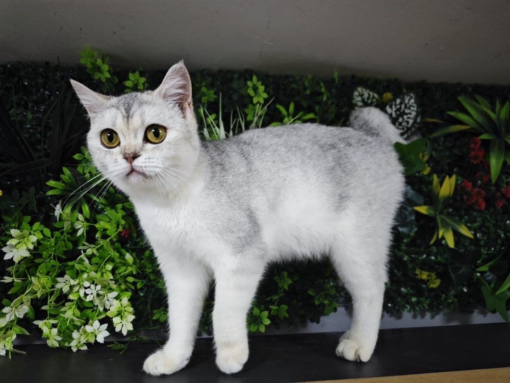 Serebristy shinshilla qiz sotiladi — 2
