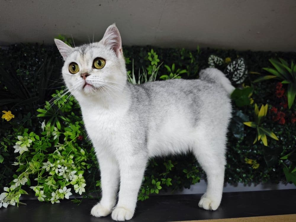 Serebristy shinshilla qiz sotiladi — 3