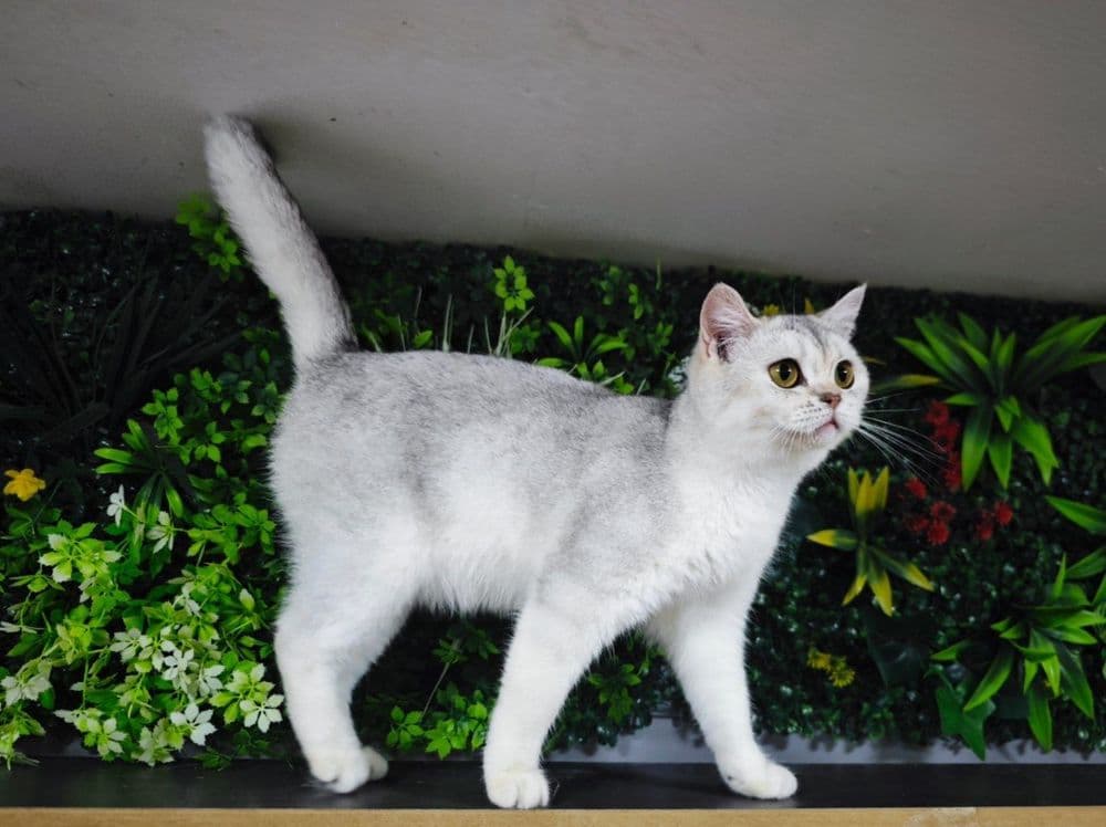 Serebristy shinshilla qiz sotiladi — 4