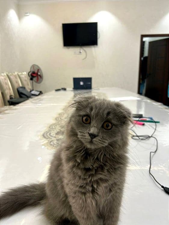 Шотландский Фолд Хайленд - Scottish Fold — 2