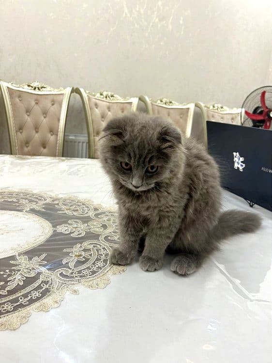 Шотландский Фолд Хайленд - Scottish Fold — 3