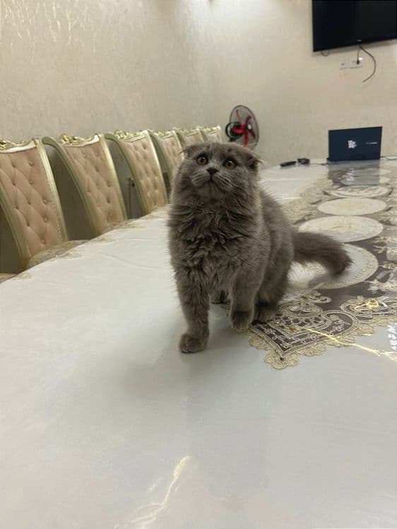 Шотландский Фолд Хайленд - Scottish Fold — 4