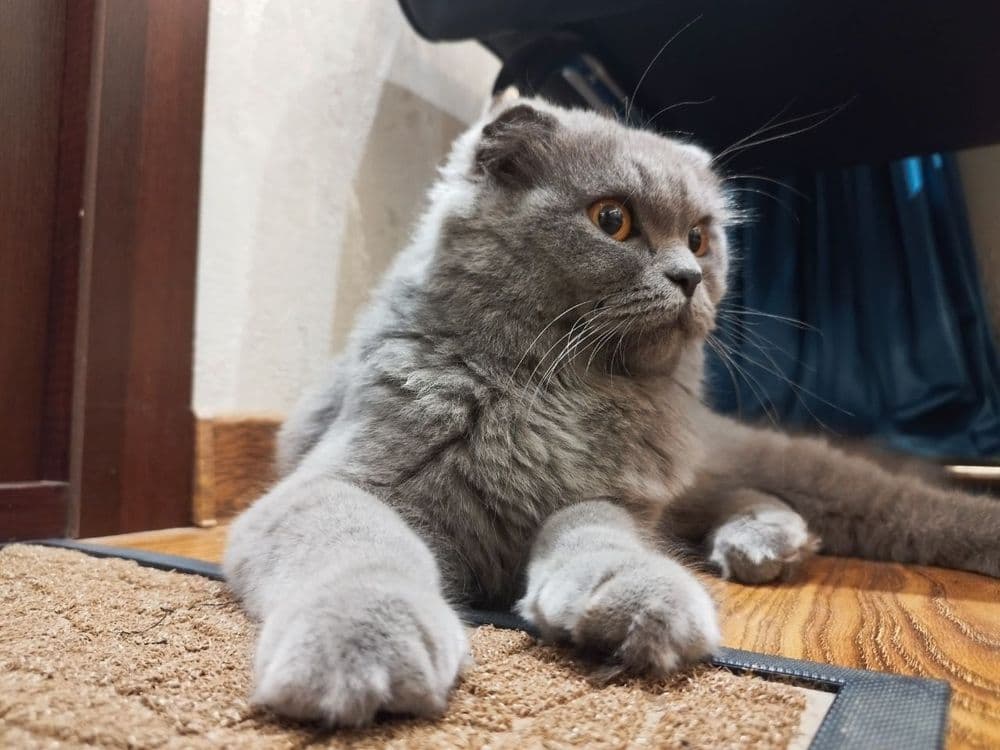 Шотландский Фолд Хайленд - Scottish Fold — 5