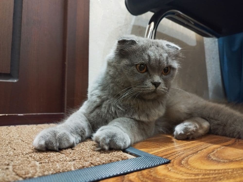 Шотландский Фолд Хайленд - Scottish Fold — 6