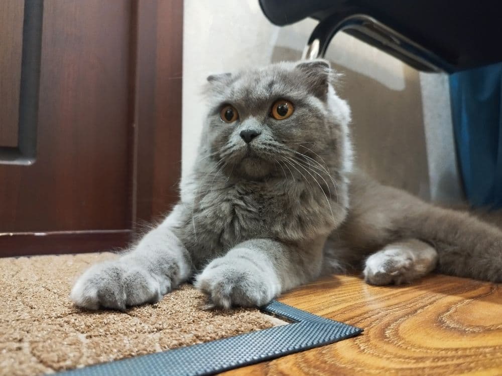 Шотландский Фолд Хайленд - Scottish Fold — 7