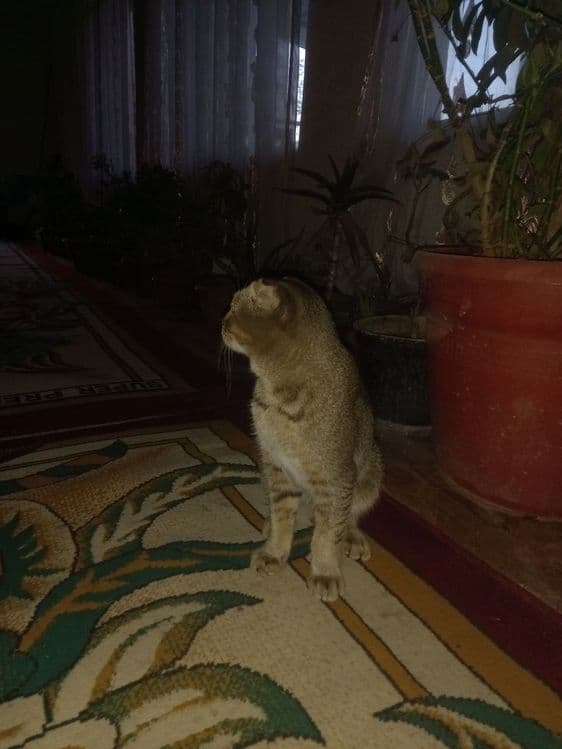 Кошка породы: Шотландийский вислоух — 2