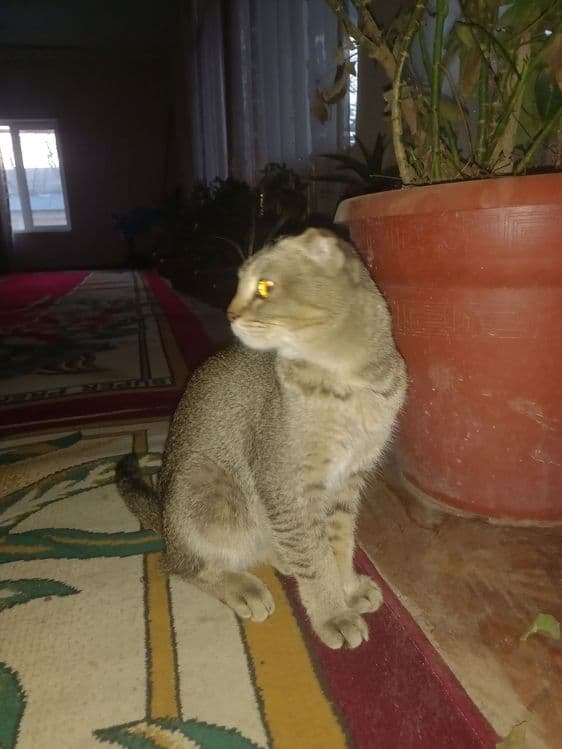 Кошка породы: Шотландийский вислоух — 3