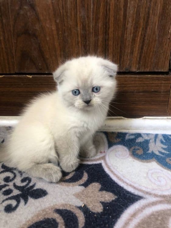 Продаю котят вислаухих шиншил — 1